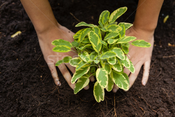 Cropped hands of woman planting on soil Stock photo © wavebreak_media