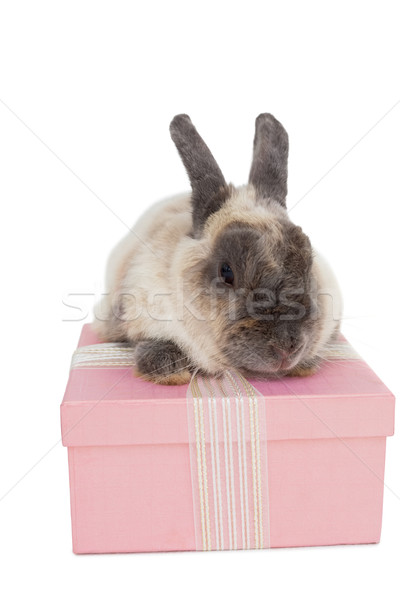 Foto stock: Coelho · sessão · topo · rosa · caixa · de · presente · fofo