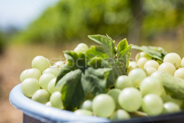 Harvested grapes in container at vineyard Stock photo © wavebreak_media