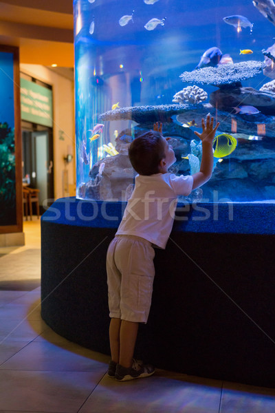 Stock foto: Wenig · Junge · schauen · Fisch · Tank · Aquarium