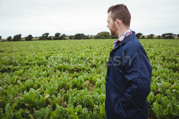 Gazda termés mező napos idő égbolt férfi Stock fotó © wavebreak_media