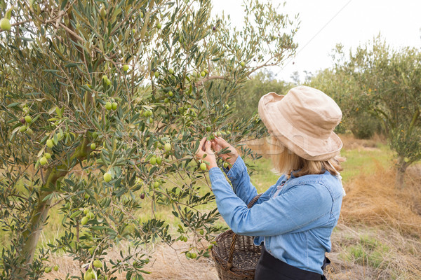 Kadın hasat zeytin ağaç çiftlik doğa Stok fotoğraf © wavebreak_media