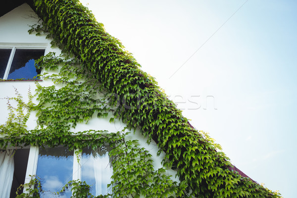 Creepers plants on a house Stock photo © wavebreak_media