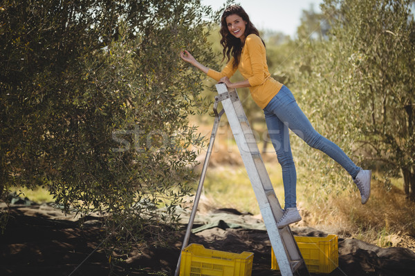 Portrait of young woman plucking olives from tree Stock photo © wavebreak_media