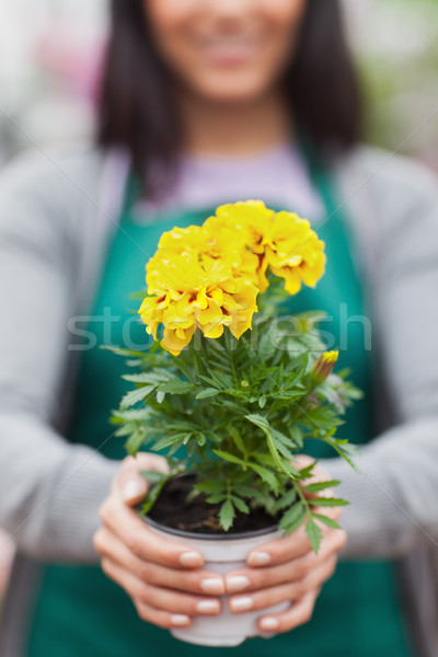 Foto stock: Mujer · flor · amarilla · fuera · flor