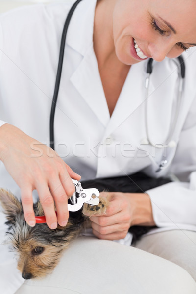 Dog getting claws trimmed by vet Stock photo © wavebreak_media