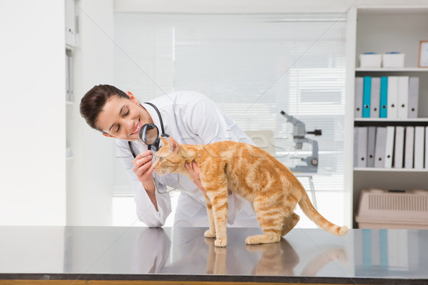 Veterinarian examining a cat with magnifying glass Stock photo © wavebreak_media