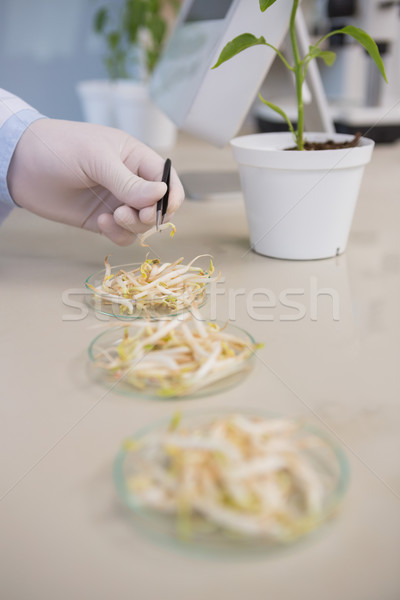 Scientist examining seeds of soya  Stock photo © wavebreak_media