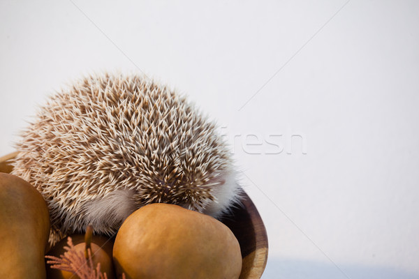Pears fruits and porcupine in bowl Stock photo © wavebreak_media