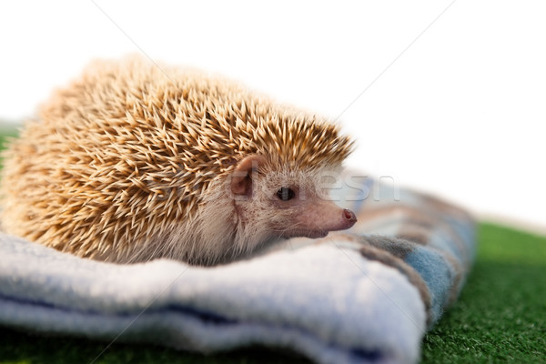 Porcupine on towel Stock photo © wavebreak_media