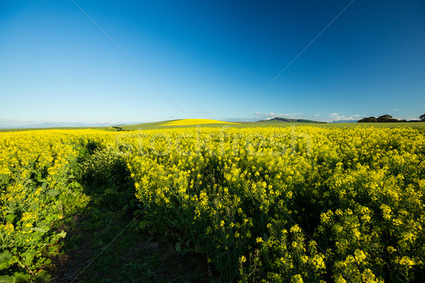 Vue belle moutarde domaine ciel [[stock_photo]] © wavebreak_media