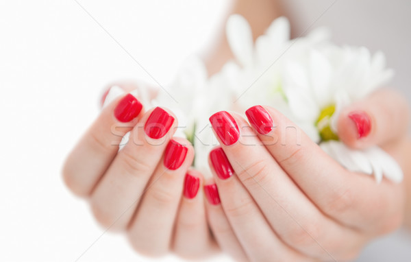 Manicured hands holding flowers Stock photo © wavebreak_media