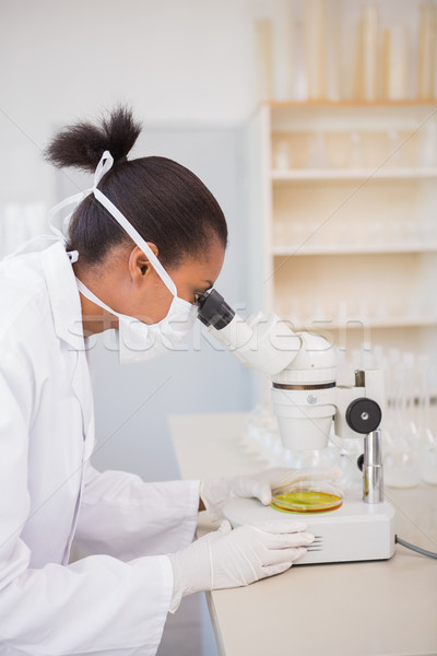 Scientist looking at petri dish with microscope Stock photo © wavebreak_media