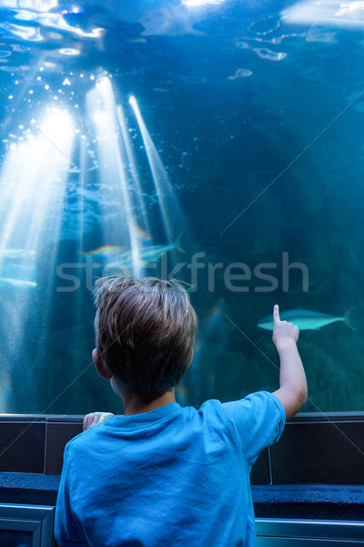 [[stock_photo]]: Jeune · homme · pointant · poissons · réservoir · doigt · aquarium
