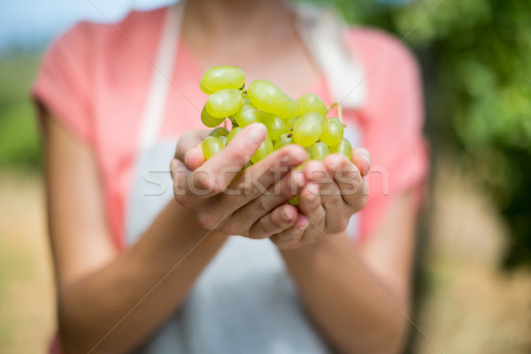 Mid section of farmer holding grapes Stock photo © wavebreak_media