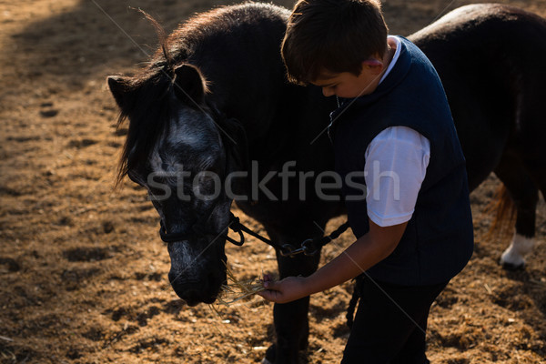 Junge Ernährung Pferd Ranch Sommer Stock foto © wavebreak_media