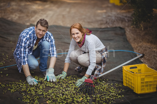 Heureux couple travail olive ferme portrait [[stock_photo]] © wavebreak_media