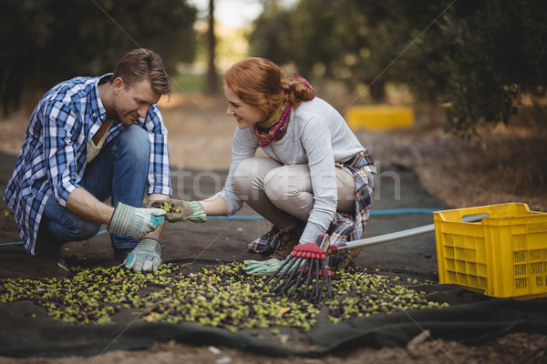 Travail olive ferme heureux femme [[stock_photo]] © wavebreak_media