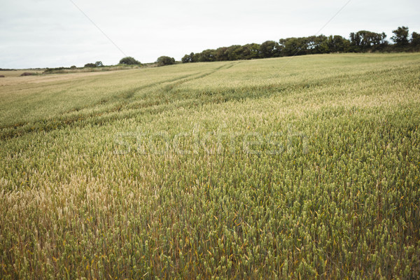 Landwirt Ohren Weizen digitalen Tablet Bereich Stock foto © wavebreak_media