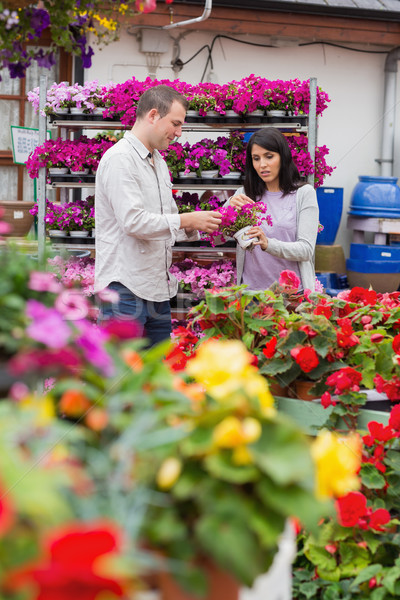 Stock photo: Couple looking at flower pot of purple flowers in garden center