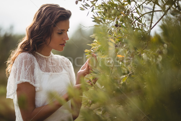 Beautiful young woman holding olive tree at farm Stock photo © wavebreak_media