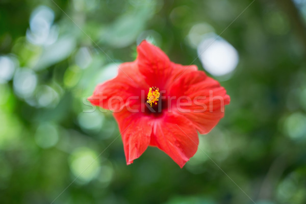 Rosso hibiscus fiore panorama impianto Foto d'archivio © wavebreak_media