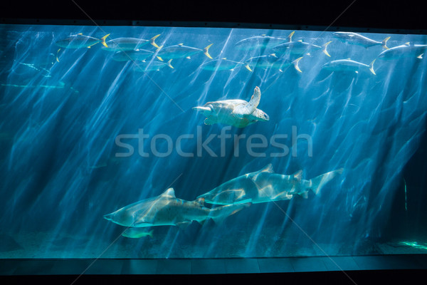 żółwia pływanie ryb zbiornika akwarium Zdjęcia stock © wavebreak_media