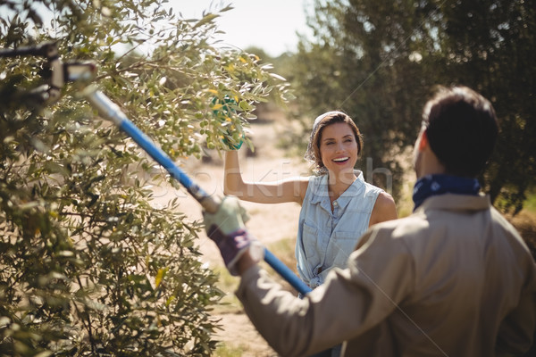 Man plucking olives with rake while talking to cheerful woman at farm Stock photo © wavebreak_media