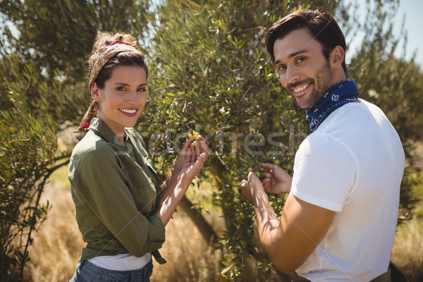Smiling young couple holding olive tree at farm Stock photo © wavebreak_media