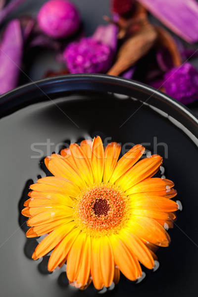 Naranja flor negro tazón púrpura Foto stock © wavebreak_media