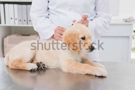 Stock photo: Smiling veterinarian examining a cute dog
