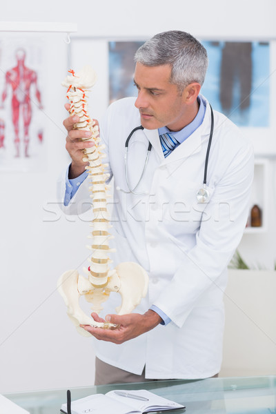 Lekarza anatomiczny kręgosłup medycznych biuro Zdjęcia stock © wavebreak_media