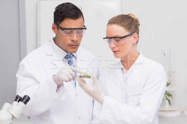 Stockfoto: Wetenschappers · schotel · planten · laboratorium · vrouw