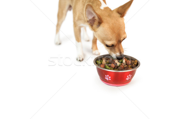 Cute dog eating from bowl Stock photo © wavebreak_media
