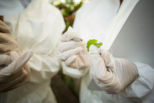 Tudósok megvizsgál növény levél üvegház nő Stock fotó © wavebreak_media
