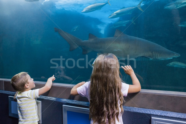 Foto stock: Pequeno · irmãos · olhando · peixe · tanque · aquário