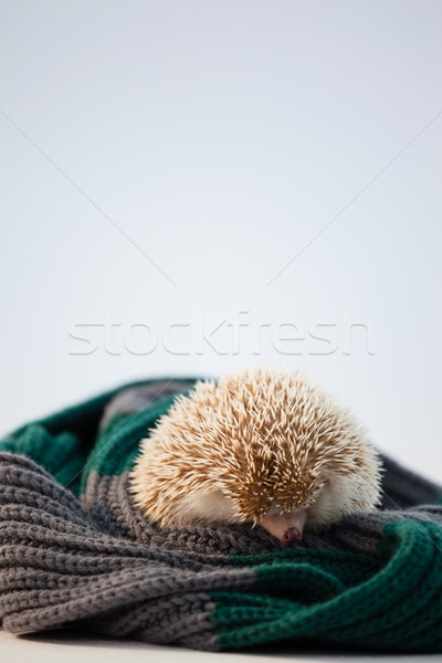 Close-up of porcupine on woolen cloth Stock photo © wavebreak_media
