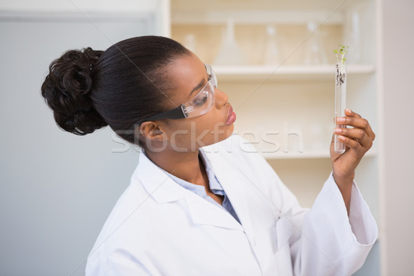Tudós néz kémcső laboratórium orvosi technológia Stock fotó © wavebreak_media