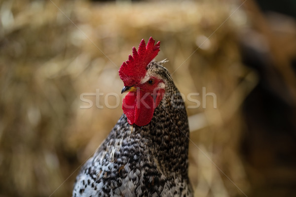 Poulet ferme plumes rouge souriant [[stock_photo]] © wavebreak_media