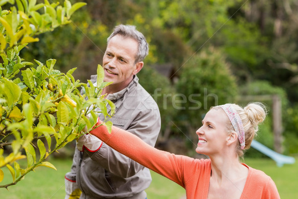 Cute couple regarder arbre jardin femme [[stock_photo]] © wavebreak_media