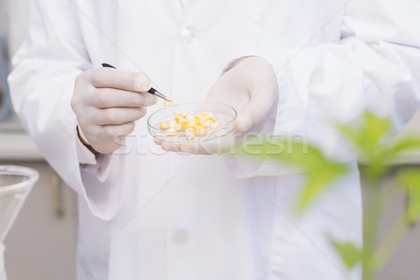 ученого кукурузы блюдо лаборатория технологий Сток-фото © wavebreak_media