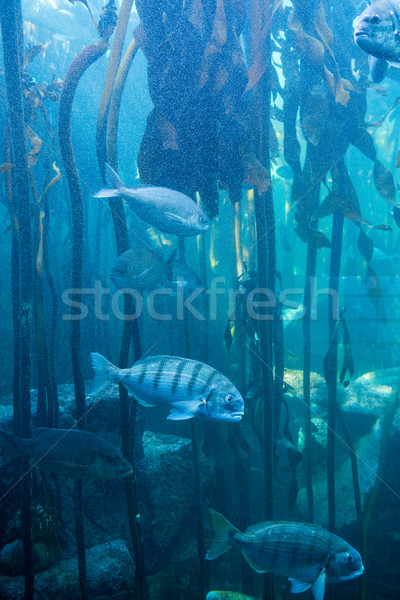 Fish swimming in a tank with algae Stock photo © wavebreak_media