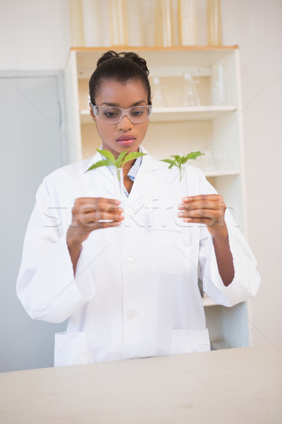 Scientist looking at sprouts in test tube Stock photo © wavebreak_media
