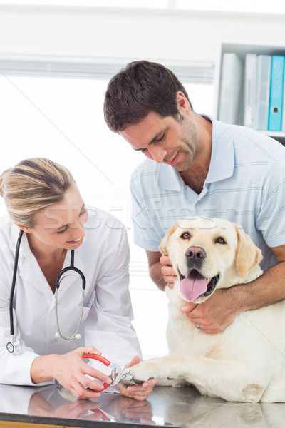 Perro veterinario propietario femenino clínica Foto stock © wavebreak_media
