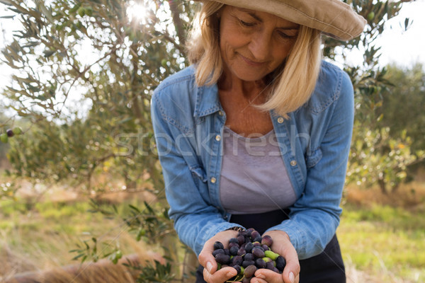 Close-up of woman holding harvested olives in farm Stock photo © wavebreak_media