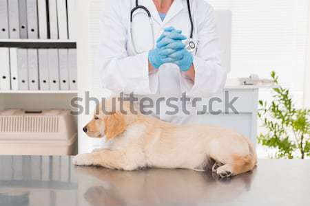 Zdjęcia stock: Lekarz · weterynarii · cute · psa · medycznych · biuro