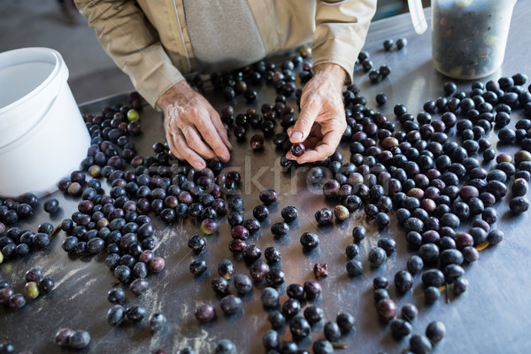 Worker checking a harvested olives in factory Stock photo © wavebreak_media