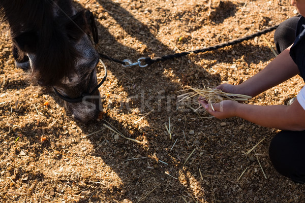 Junge Ernährung Pferd Ranch Sommer Stock foto © wavebreak_media