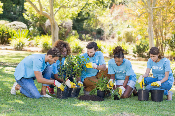 Group of volunteer planting Stock photo © wavebreak_media