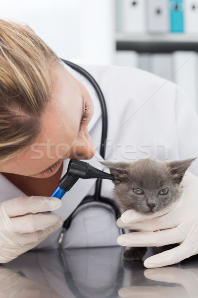 獣医 調べる 耳 子猫 女性 女性 ストックフォト © wavebreak_media